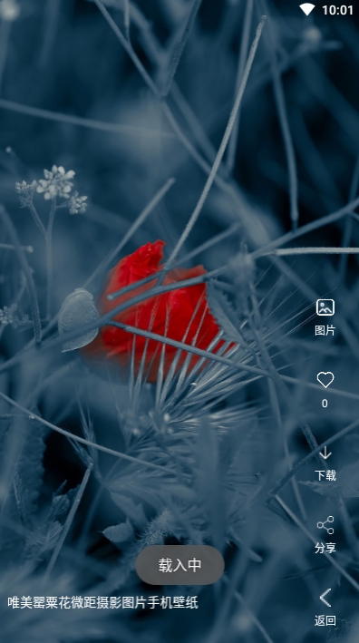 安果视频壁纸安卓版app下载 v3.1.3