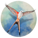 展翅翱翔手游官方版