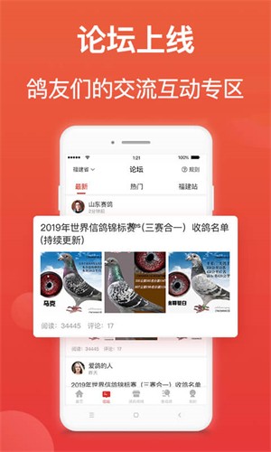 赛鸽头条