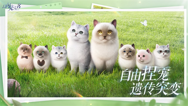 以闪亮之名国服