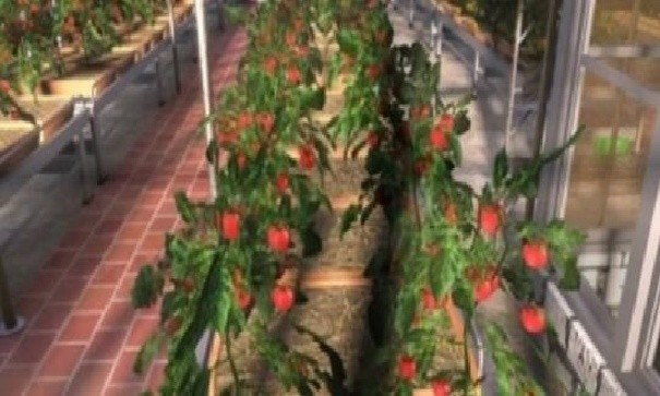 农民的追求汉化版