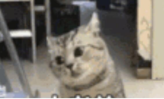 你不对劲猫gif表情包原图 v1.0