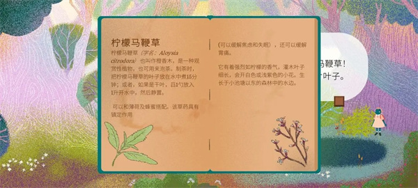 柠檬马鞭草