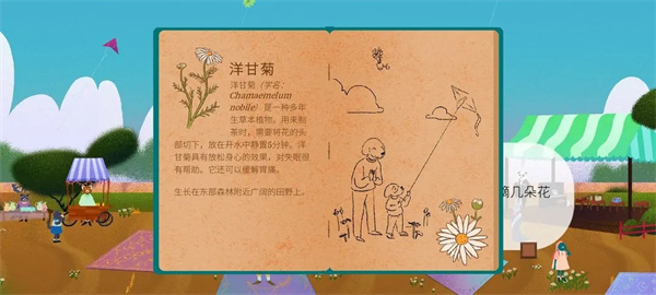 洋甘菊