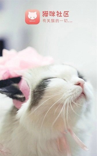 猫咪社区最新版